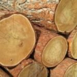 TIMBER LOGS