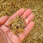 RICE HUSK CRUSHED