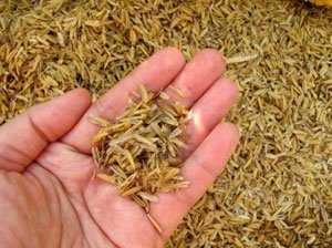 RICE HUSK CRUSHED